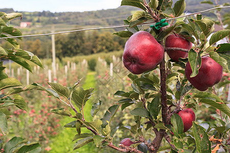 特伦蒂诺苹果水果农村营养植物栽培饮食红色农业国家冷却剂图片