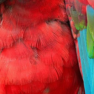 绿翼马aw羽毛宠物绿翅野生动物翅膀绿色红色丛林热带蓝色鹦鹉背景图片
