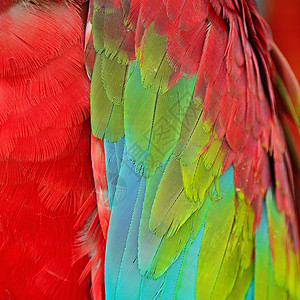 绿翼马aw羽毛蓝色热带宏观宠物红色鹦鹉绿色丛林野生动物绿翅图片