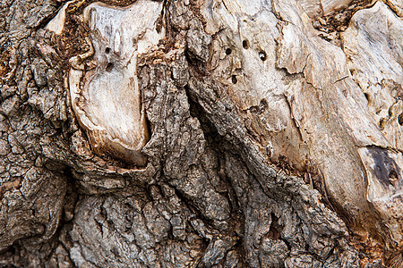 树皮松树材料红木软木公园植物树桩纤维素历史白蚁图片