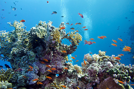 珊瑚礁与硬珊瑚和异国情调的鱼 anthias 在热带海底的蓝色水背景荒野气泡运动阳光橙子海床浮潜海洋动物海景图片