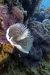热带海洋底部有羽毛散沙虫的珊瑚礁图片