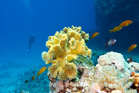 热带海底深处有大黄软珊瑚的珊瑚礁 蓝水背景 位于热带海底图片