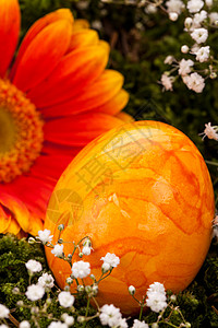 紫橘橙色复活节蛋 配有雪贝拉和玫瑰节日橙子宗教礼物雏菊手绘愿望煮沸雏鸟庆典图片