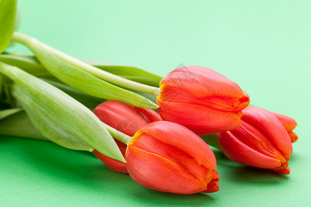 美丽的红色新郁金香 为爱人的爱人花艺花瓣花朵花园植物装饰树叶灯泡季节周年图片