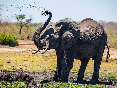 大象泥土喷发淋浴注射器运动空气哺乳动物动物身体野生动物鼻子喷口图片