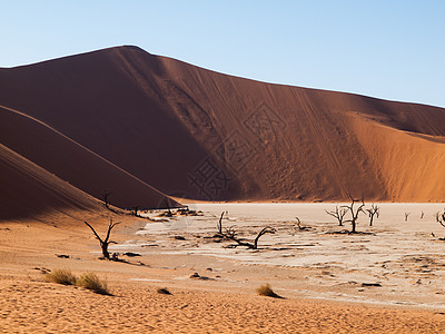 纳米布沙漠的死阿卡西亚树和红色沙丘晴天公园国家橙子旅游孤独旅行寂寞干旱沙漠图片