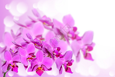 模糊梯度的外来热带紫色兰花花图片