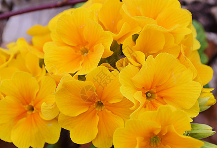 普里穆拉Primula季节性黄色宏观花朵植物学园艺季节园林植物背景图片