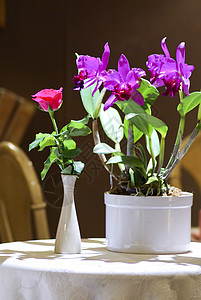 玫瑰兰花白花瓶图片