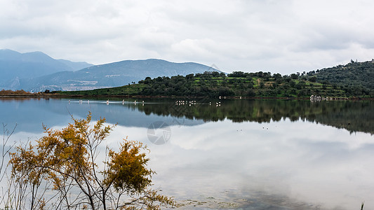 火烈鸟生活荒野公园天空旅行眼睛黄叶动物水禽爬坡图片