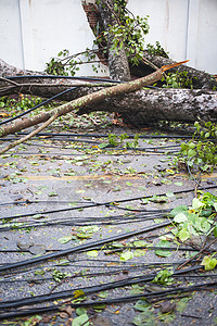 风力破坏中的下树封锁枝条线条力量木材损害障碍危险垃圾建筑图片