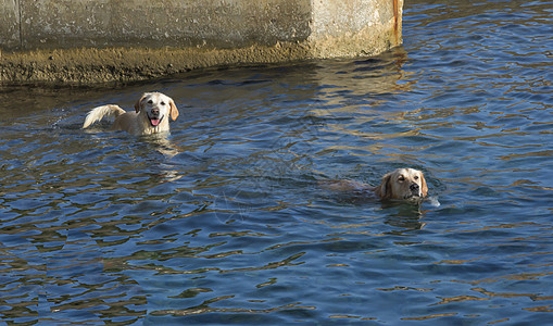 两只狗游泳背景图片