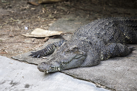 鳄鱼动物盐水领土侵略荒野公园牙齿危险捕食者爬虫图片