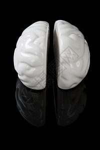 左脑和右脑皮层知识白色科学制品医疗黑色智力陶瓷创造力图片