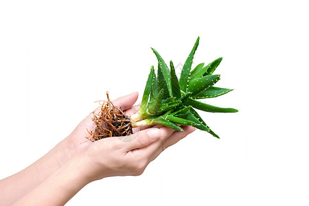 女孩手中的整个 aloe vera愈合免疫棕榈生物护理植物蔬菜皮肤药品治疗图片