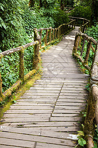 木柴桥丛林途径踪迹远足热带花园国家行人小路人行道图片
