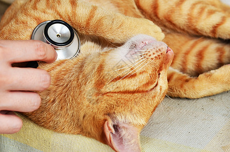 兽医用猫检查药品苦恼职业疫苗工作动物老兵中风接种图片