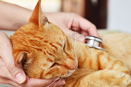 兽医检查一只小猫帮助药品护士职员考试工作哺乳动物女士实验室女性图片
