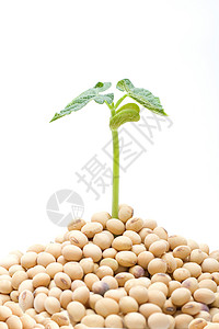 孤立的大豆芽生态新生活营养种子蔬菜食物植物学幼苗植物季节图片