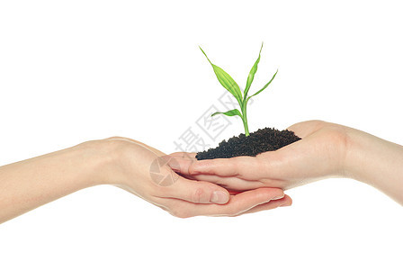 发电厂全球繁荣发芽生长土壤绿色叶子商业培育植物图片