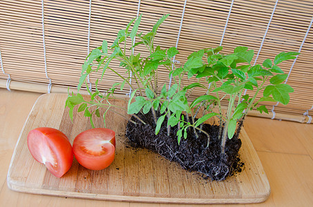 幼芽生长和番茄半成 概念收获图片