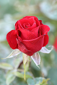 植物中的红玫瑰花婚礼花园园艺花瓣浪漫植物学植物群花束衬套庆典图片