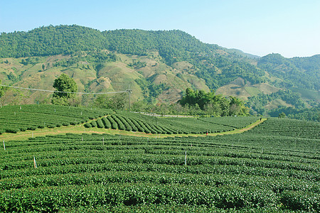 泰国北部的茶叶种植场农村栽培风景农业农田热带农场阳台土地生长图片