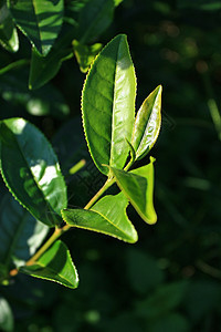 茶叶饮食种植园环境场地农场植物群农田草本植物农业饮料图片