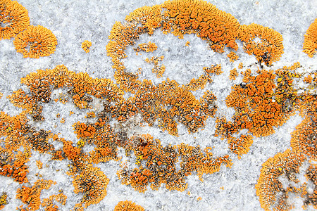 橙蘑菇橙子植被叶子苔藓植物真菌生长环境宏观地衣图片