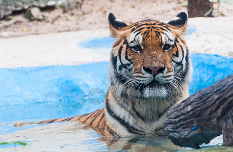 老虎在水中危险野猫头发生物捕食者打猎毛皮丛林猎人荒野图片