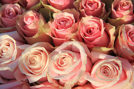 新娘布置中的粉红玫瑰花朵仪式植物玫瑰紫色浪漫植物学团体绿色婚礼图片