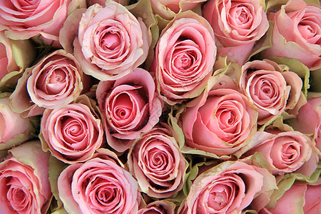 婚礼安排中的粉红玫瑰庆典粉色玫瑰植物群绿色花店仪式中心花朵植物学图片