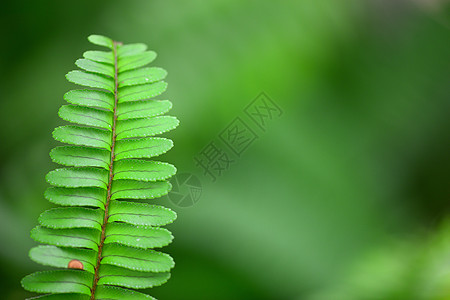 费尔生长季节场景生物体栽培植物种植热带森林热带雨林图片