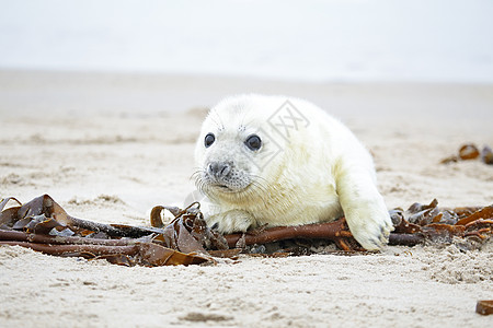 白色灰色海豹的白灰小海豹 在沙滩和大海面上显得不自在婴儿沙地新生海岸小狗海藻海滩毛皮荒野沙丘图片