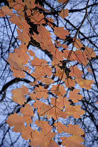 秋天森林植物收藏环境顶峰金子叶子橙子树叶季节图片