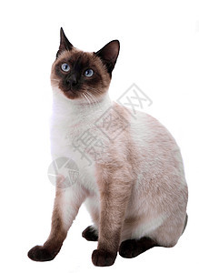 白猫外套冒充晶须眼睛毛皮动物童年猫科动物哺乳动物衣领图片