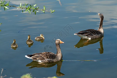 灰鹅蓝色婴儿动物孩子鸭子游泳小鹅灰色家庭羽毛图片