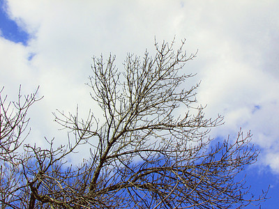 天之大树木和天空天堂蓝色天气援手植物白色棕色背景