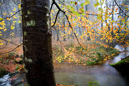 森林地面孤独树木土地天气情绪环境太阳季节荒野图片