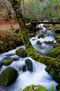 河流瀑水生活溪流丝绸植物森林石头流动跑步下雨岩石图片