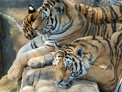 老虎眼睛食肉愤怒动物动物园栖息地猎人条纹爪子捕食者图片