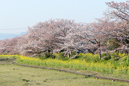 樱花Sakura和日本花园的通道花园阳光照射枝条天空时间白色植物季节性晴天树叶图片