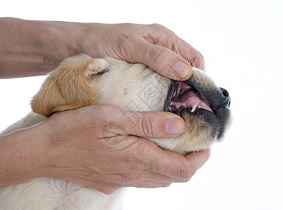 小狗的牙齿棕色猎狗棕褐色兽医猎犬犬类工作室宠物动物图片