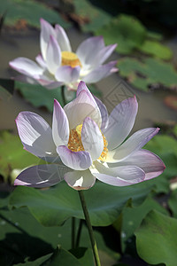 粉色水背景莲花荷花植物学池塘环境植物花瓣宏观明信片异国反思背景