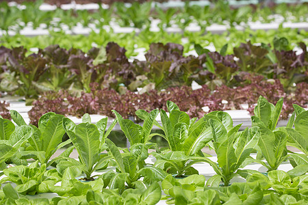 有机农场蔬菜养殖场生长叶子沙拉苗圃水电农场水培植物学食物植物背景