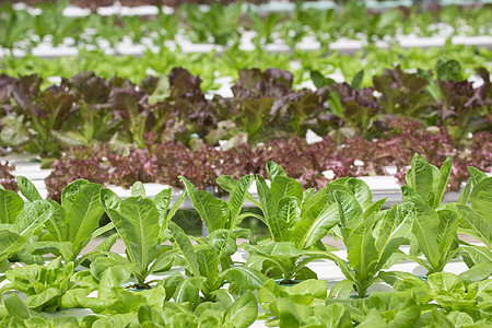 蔬菜养殖场生长叶子沙拉苗圃水电农场水培植物学食物植物图片