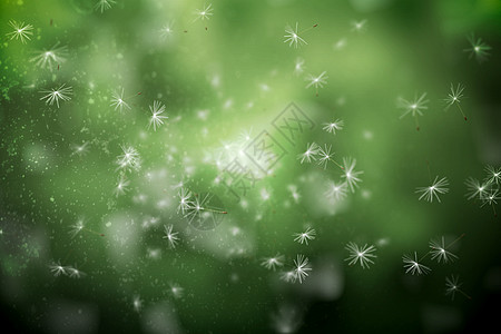 绿色背景的数码生成dandelion种子自由计算机绘图背景图片