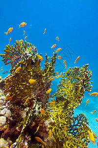热带海底有大黄火的珊瑚和鱼群 位于热带海底浮潜橙子海床动物海洋蓝色潜水海洋生物海上生活气泡图片