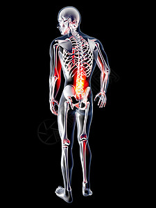 解剖学  背派教育痛苦x光放射科疼痛按摩姿势骨干脊柱躯干图片